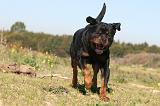 ROTTWEILER 141